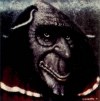Humus s/t LP Cover ART
